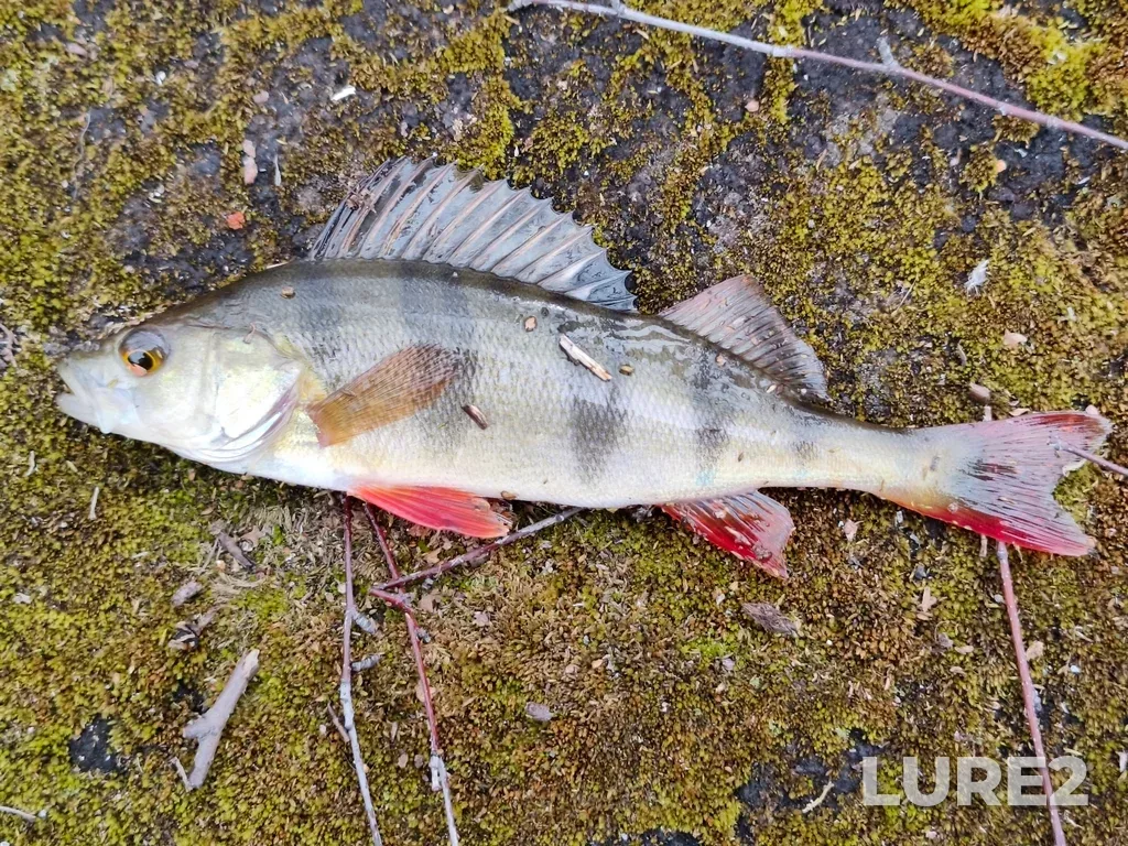 Perch — Serebry, Apr 30, 4:19 PM