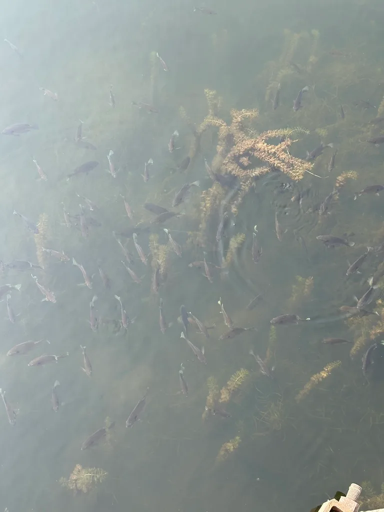 Bluegill — Westport Pond, Aug 5, 2025