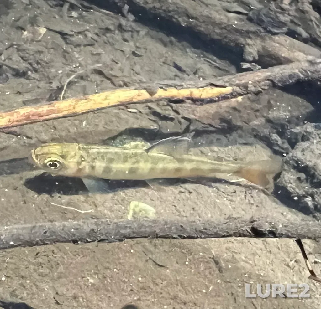 Coho salmon — Browning Passage, May 02, 11:22 PM