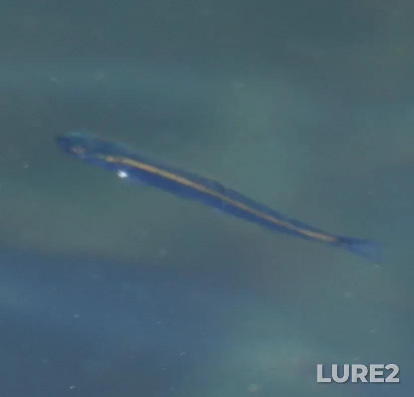 Pink salmon — Collingwood Channel, May 03, 11:34 AM