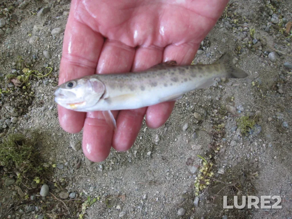 Cutthroat trout — Coquitlam River, May 03, 7:39 PM