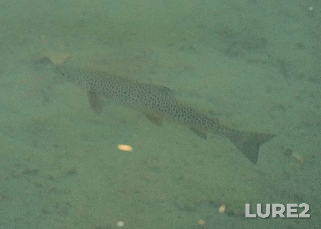 Brown trout — Bow River, Oct 26, 2025, 1:50 PM
