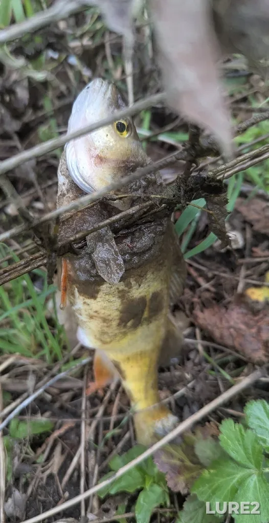 Yellow perch — Speed River, May 05, 6:34 PM