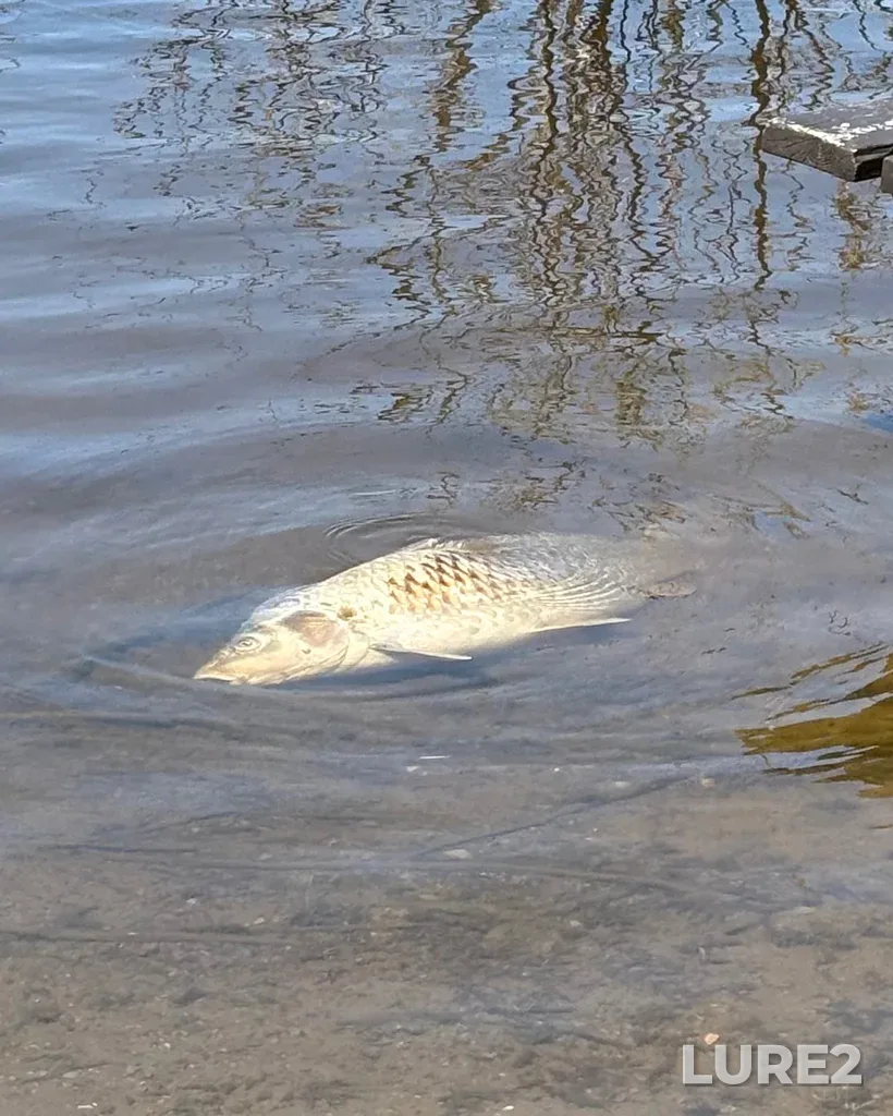 Carp — Rivière des Mille Îles, May 09, 11:24 AM