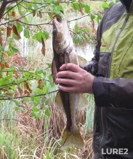 Walleye — Pinehurst Lake, May 24, 2010, 9:08 PM