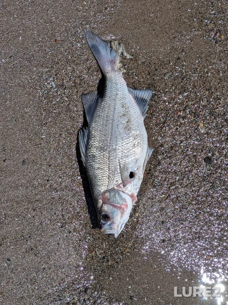 White bass — Lake Pond, May 07, 11:20 AM