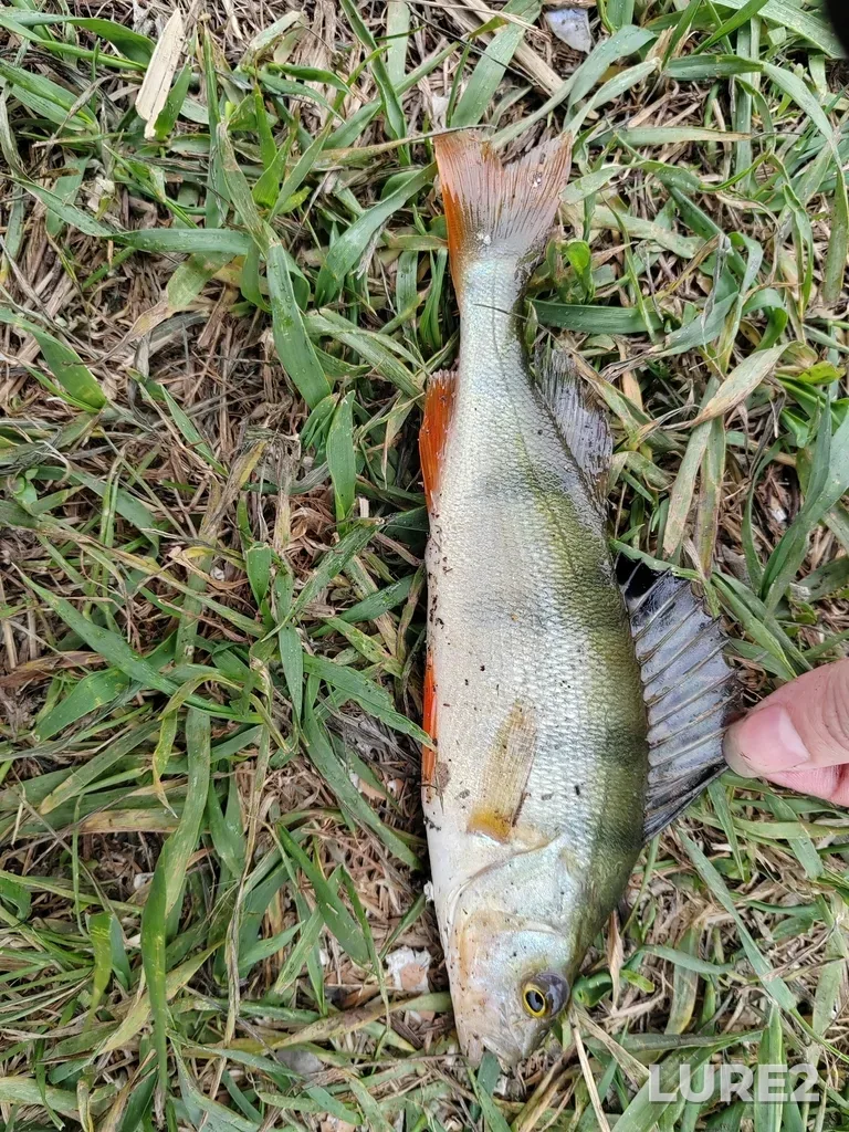 Perch — Khorosheye, May 10, 12:38 PM