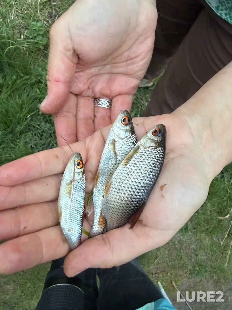 Roach — Tsentralnaya ulitsa, Gorodskoy Okrug Gubkinskiy, Belgorodskaya oblast, RU, May 10, 7:35 PM