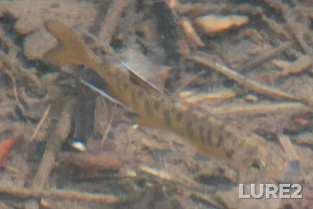 Coho salmon — Puntledge River, May 10, 12:26 PM
