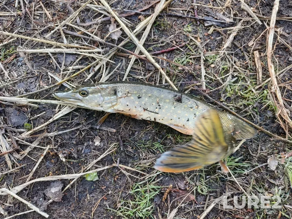 Pike — Argazinskoye, May 11, 6:00 AM