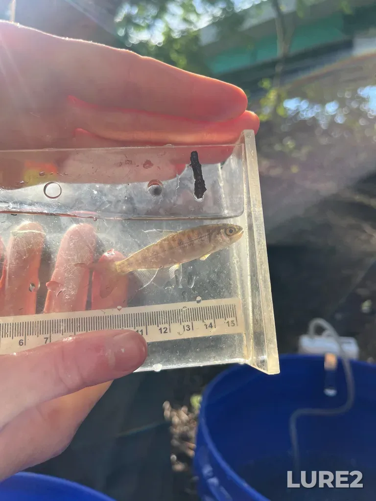 Coho salmon — Colquitz River, May 11, 8:51 AM
