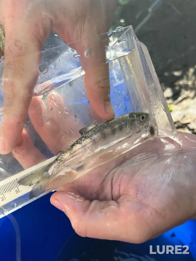 Coho salmon — Colquitz River, May 11, 8:46 AM