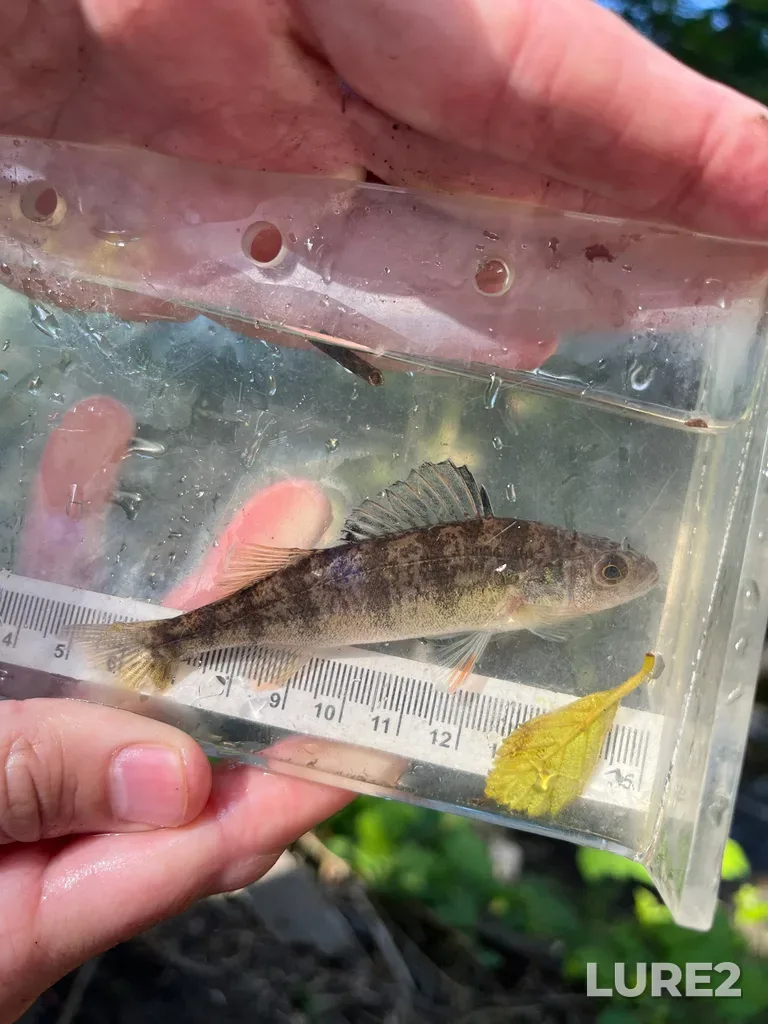 Yellow perch — Colquitz River, May 11, 8:45 AM