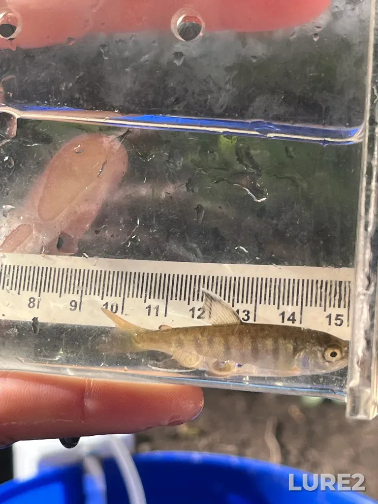 Coho salmon — Colquitz River, May 11, 8:39 AM