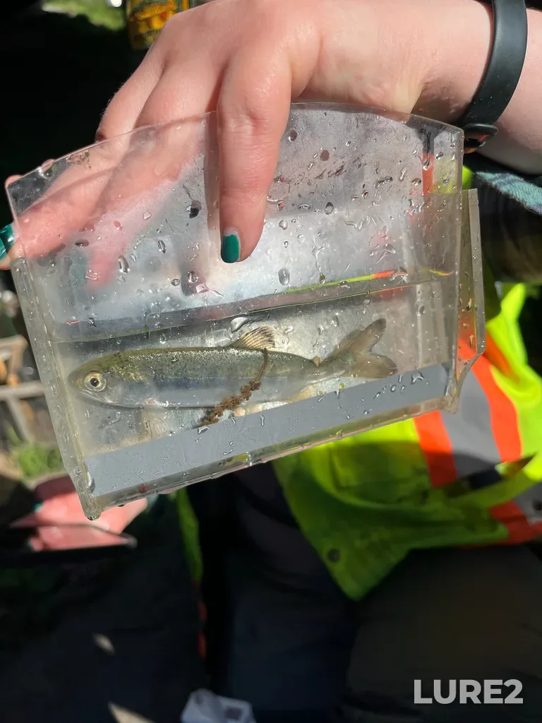 Coho salmon — Colquitz River, May 11, 8:35 AM