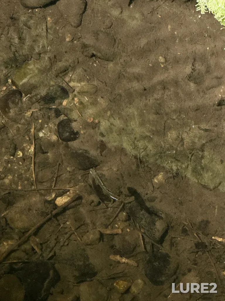 Coho salmon — Puntledge River, May 11, 11:14 AM