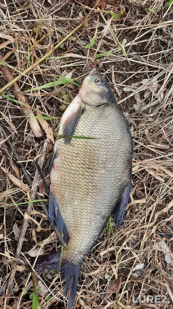 Bream — Bolshoy karyer, May 14, 9:42 AM