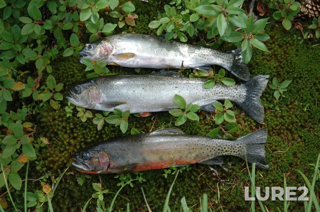 Cutthroat trout — Quiniscoe Lake, Aug 07, 2012, 1:49 PM