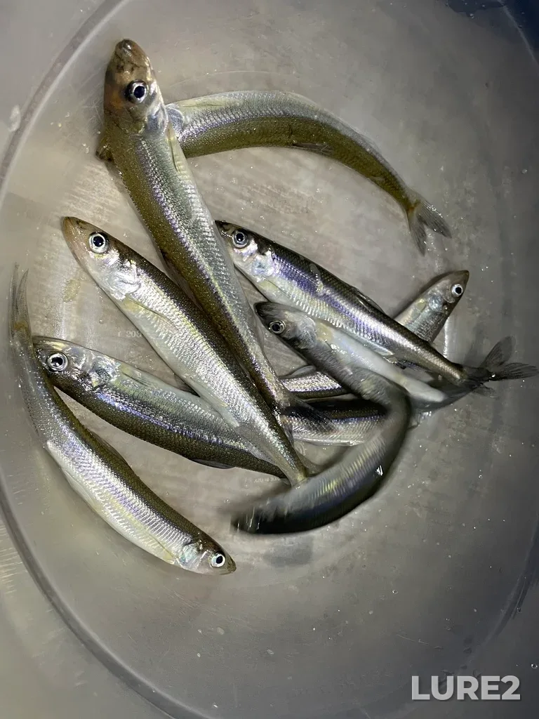Rainbow smelt — Boulevard Lake, May 16, 12:40 AM