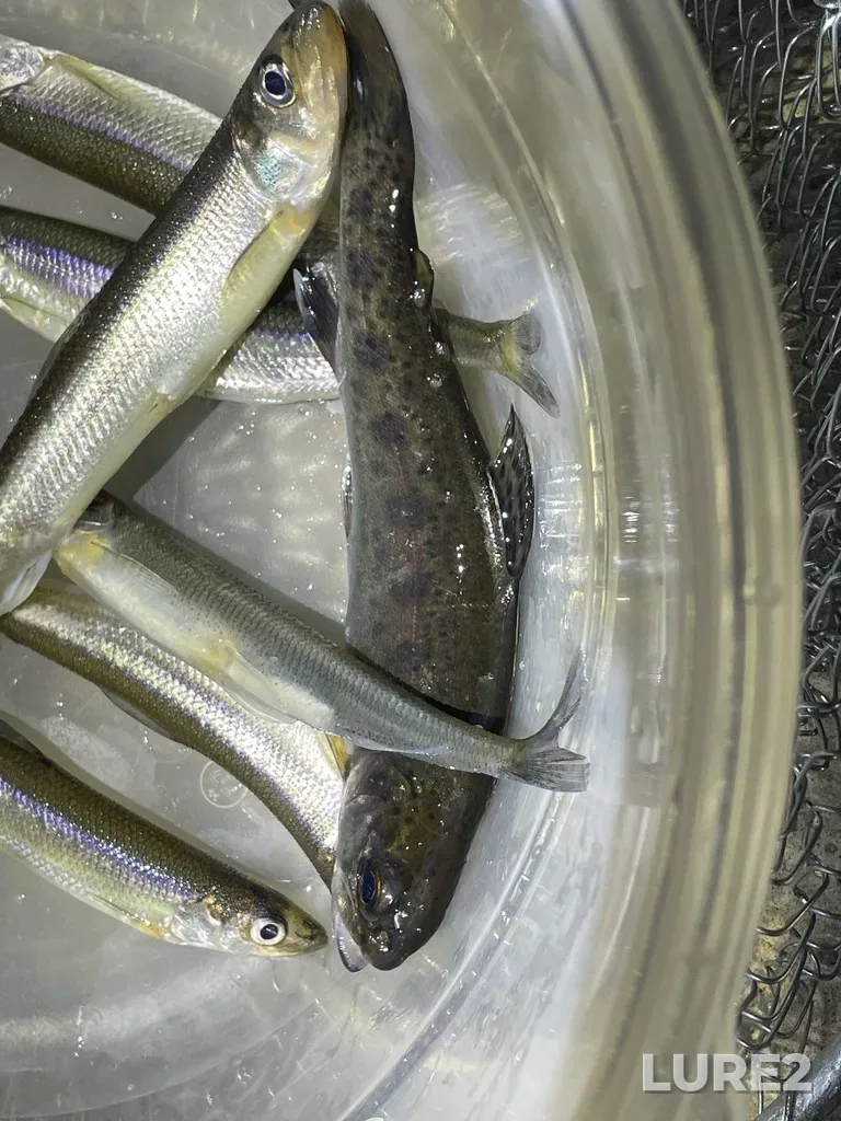 Rainbow trout — Boulevard Lake, May 16, 12:36 AM