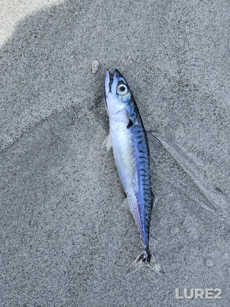 Atlantic mackerel — St. Catherines River Bay, May 14, 11:24 AM