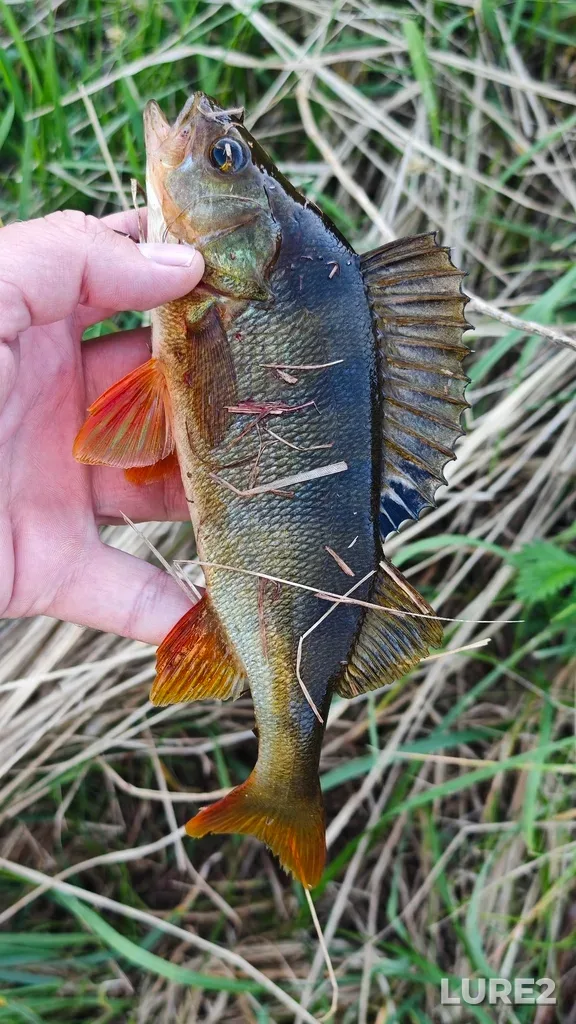 Perch — Chupayevka, May 17, 5:37 PM