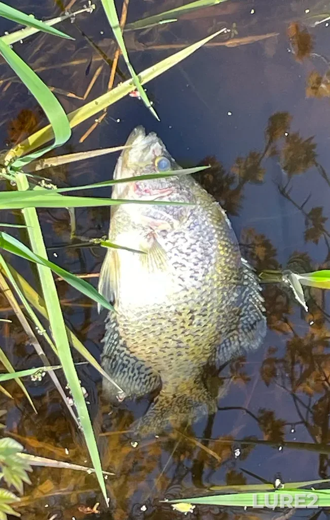 Black crappie — Richelieu River, May 16, 10:49 AM