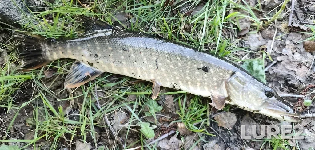 Pike — Serebry, May 18, 7:03 PM