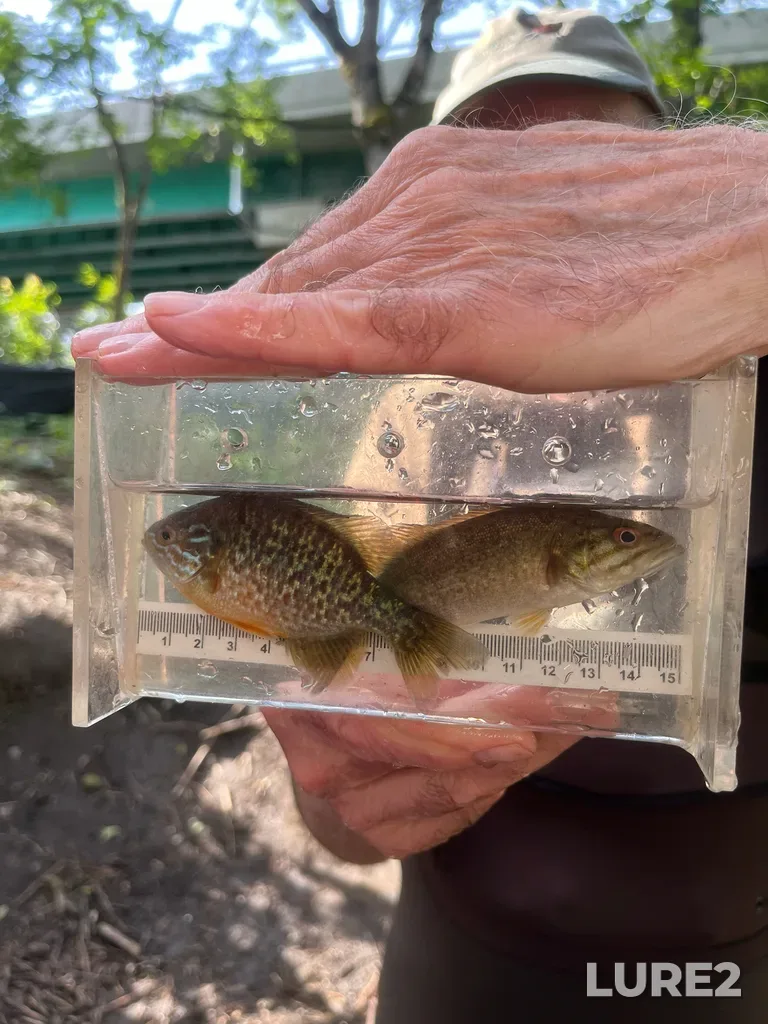 Smallmouth bass — Colquitz River, May 18, 8:38 AM