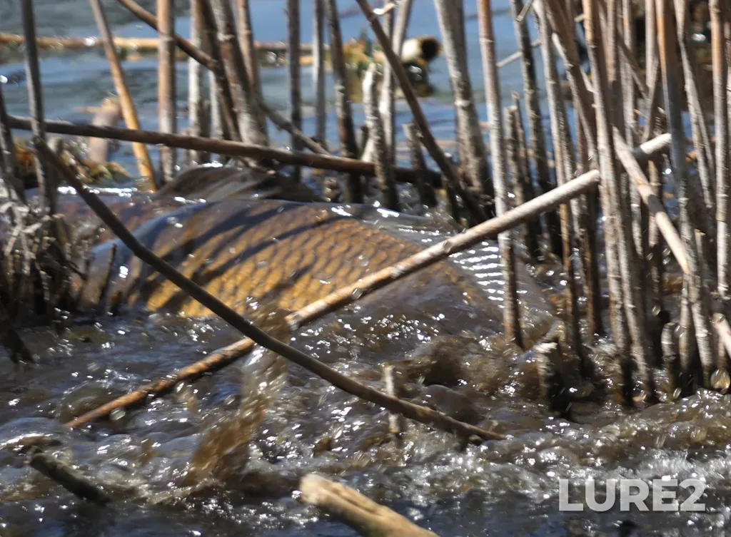 Carp — Grenadier Pond, May 19, 11:08 AM