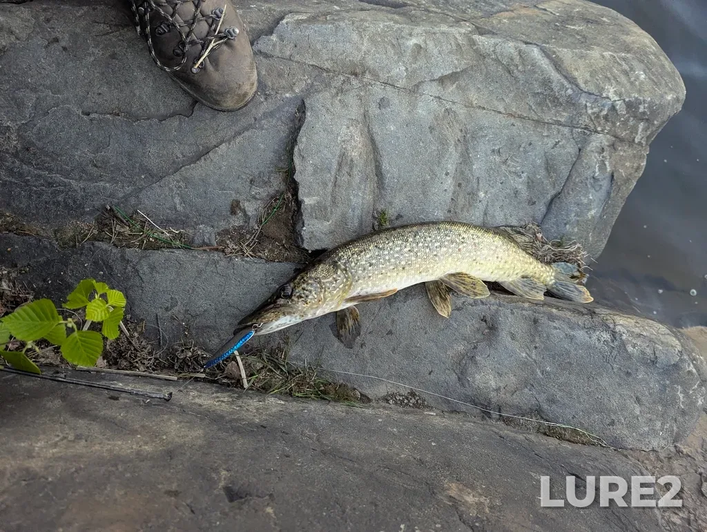 Pike — Minnow Lake, May 20, 8:51 PM