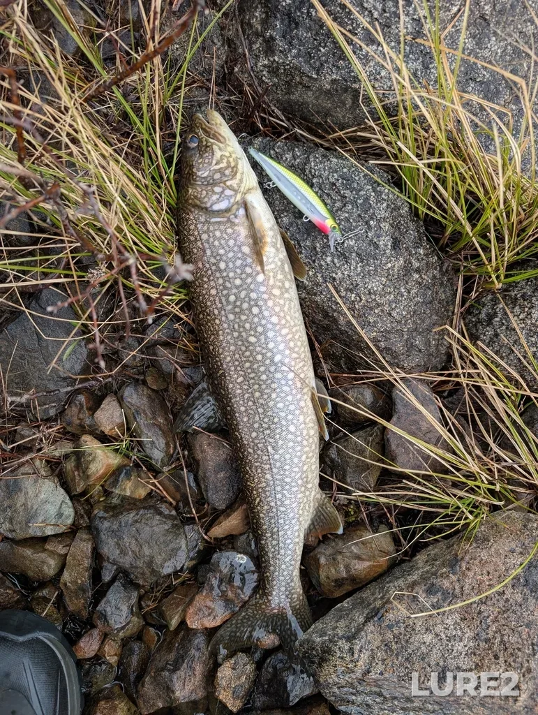 Lake trout — Robb Lake, May 18, 4:29 PM