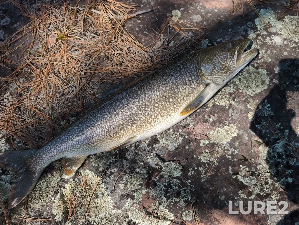 Lake trout — Big Horseshoe Lake, May 20, 3:03 PM