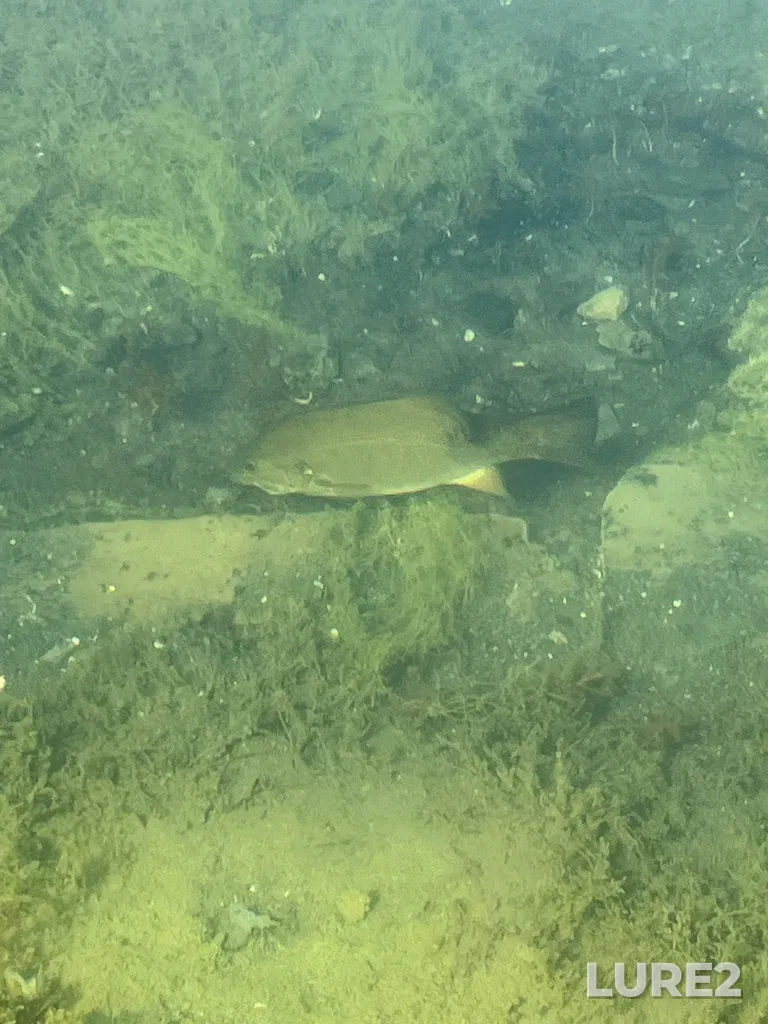 Smallmouth bass — Lac aux Castors, May 18, 4:07 PM