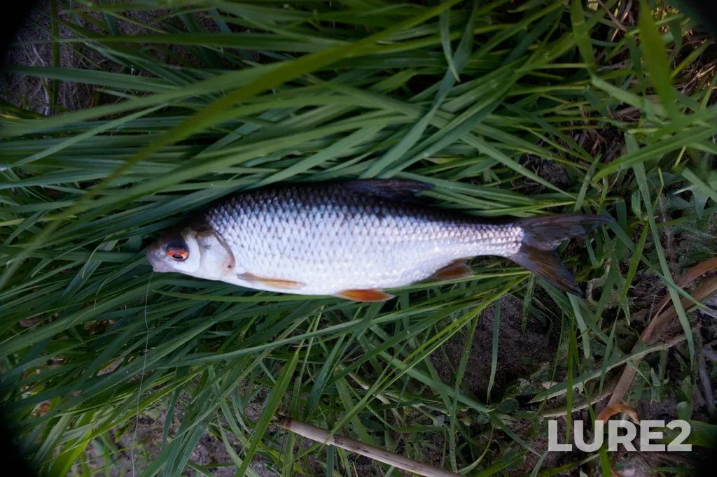 Roach — Volga, May 22, 7:02 PM