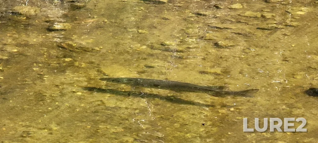 Pike — Waskesiu River, May 24, 10:30 AM