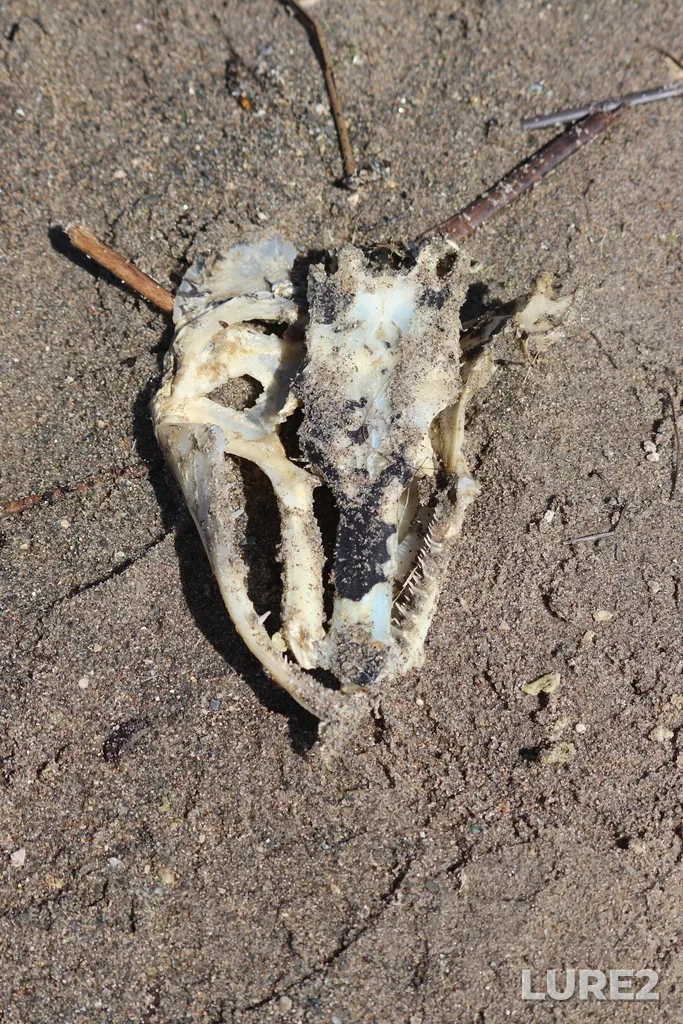 Pike — South Lake, May 24, 11:45 AM