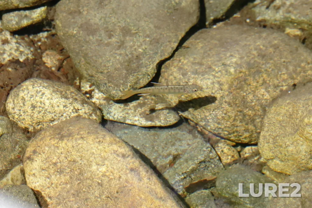 Coho salmon — Pitt River, May 12, 11:54 AM