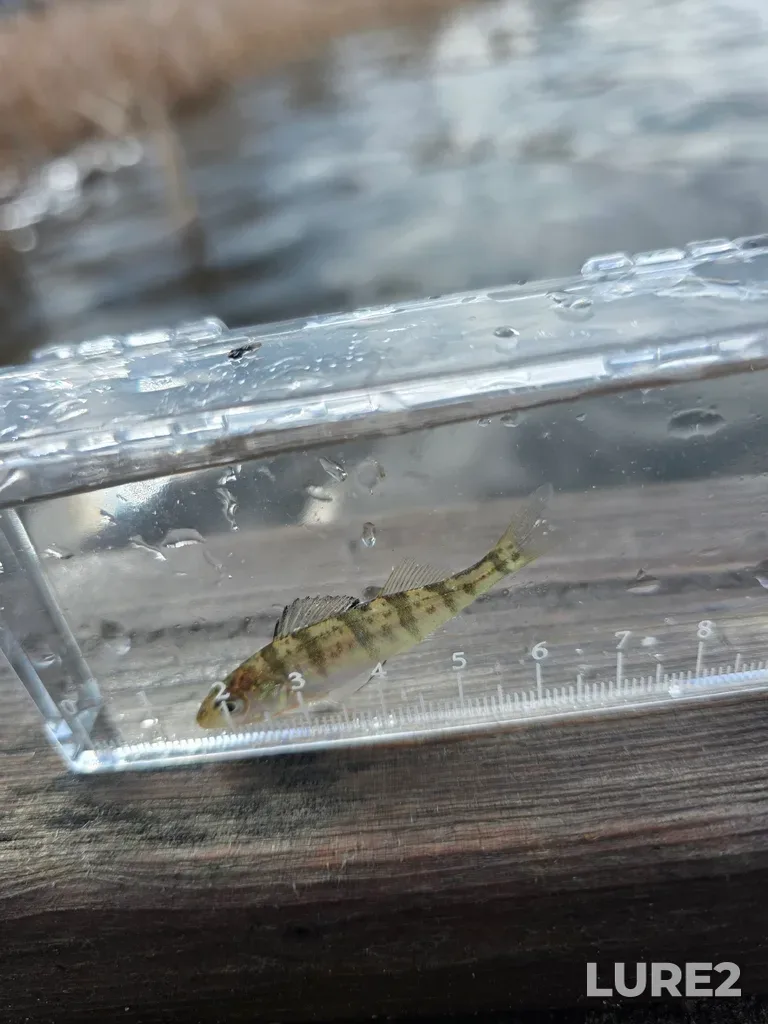 Yellow perch — Rabbit Lake, May 25, 9:01 AM