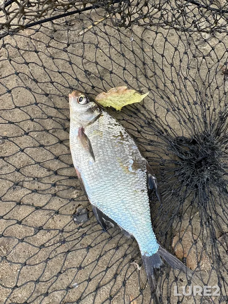 Bream — Tura, May 25, 1:35 PM
