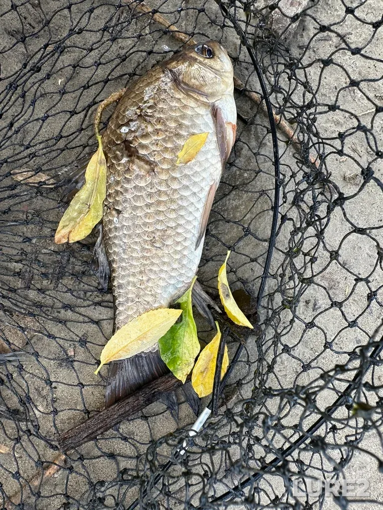 Crucian carp — Tura, May 25, 1:35 PM