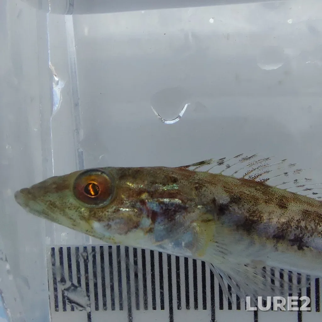 Lingcod — Silva Bay, May 24, 12:21 PM