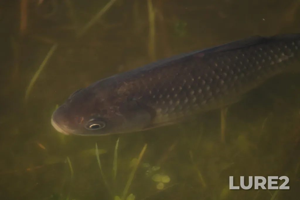 Crucian carp — Chernorechenskoye, May 26, 5:14 PM