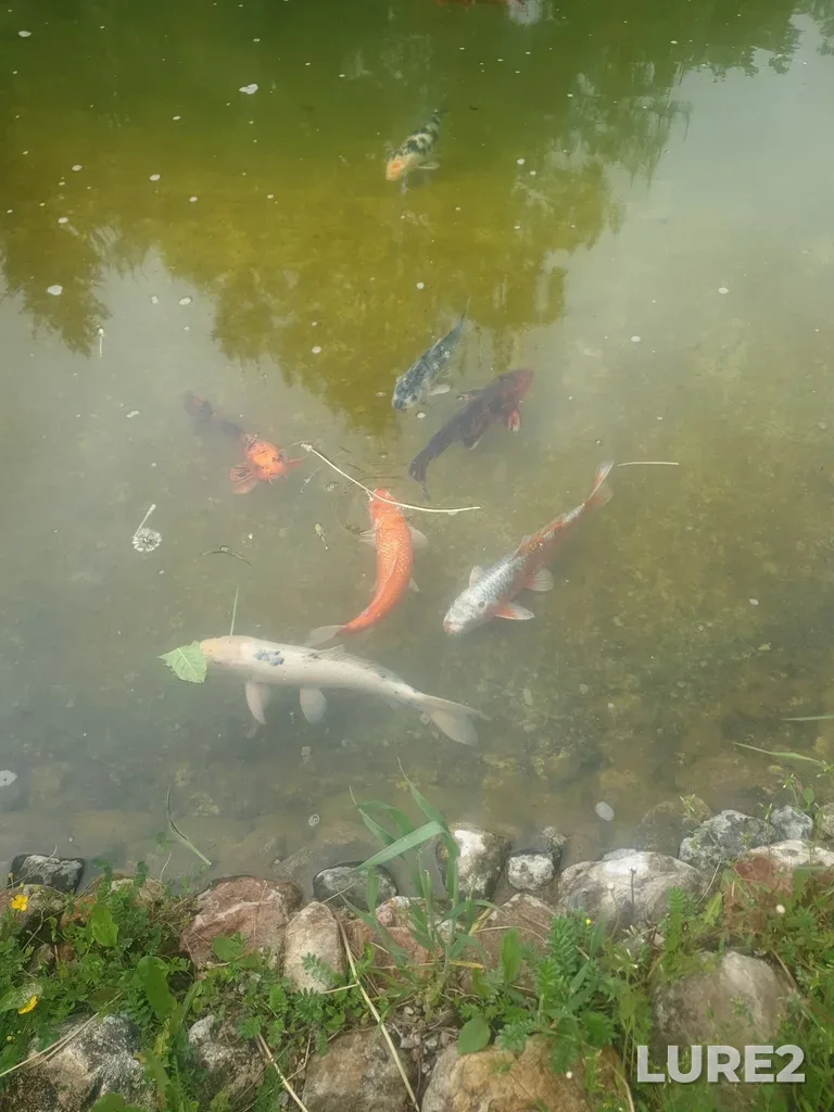 Carp — Akatovo, May 28, 11:35 AM