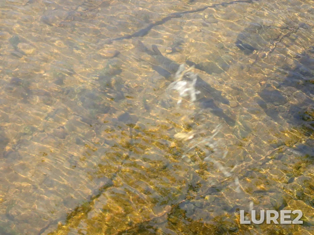 Muskellunge — Roughrock Lake, Jun 06, 2017, 4:03 PM