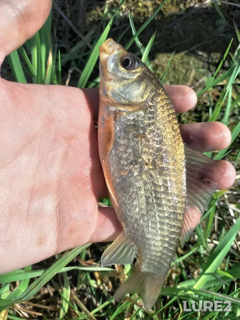 Crucian carp — Chernorechenskoye, May 31, 4:13 PM