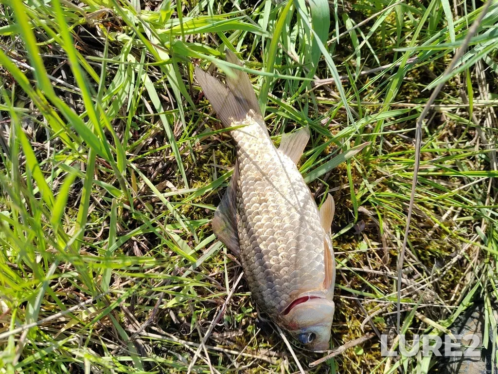 Crucian carp — Chernorechenskoye, May 31, 5:34 PM