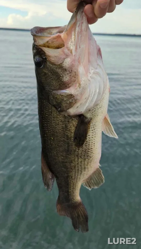 Largemouth bass — Rivière du Nord, Jun 04, 2023, 9:53 AM