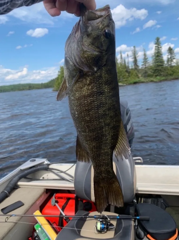 Smallmouth bass — Rivière du Nord, Jun 4, 2023