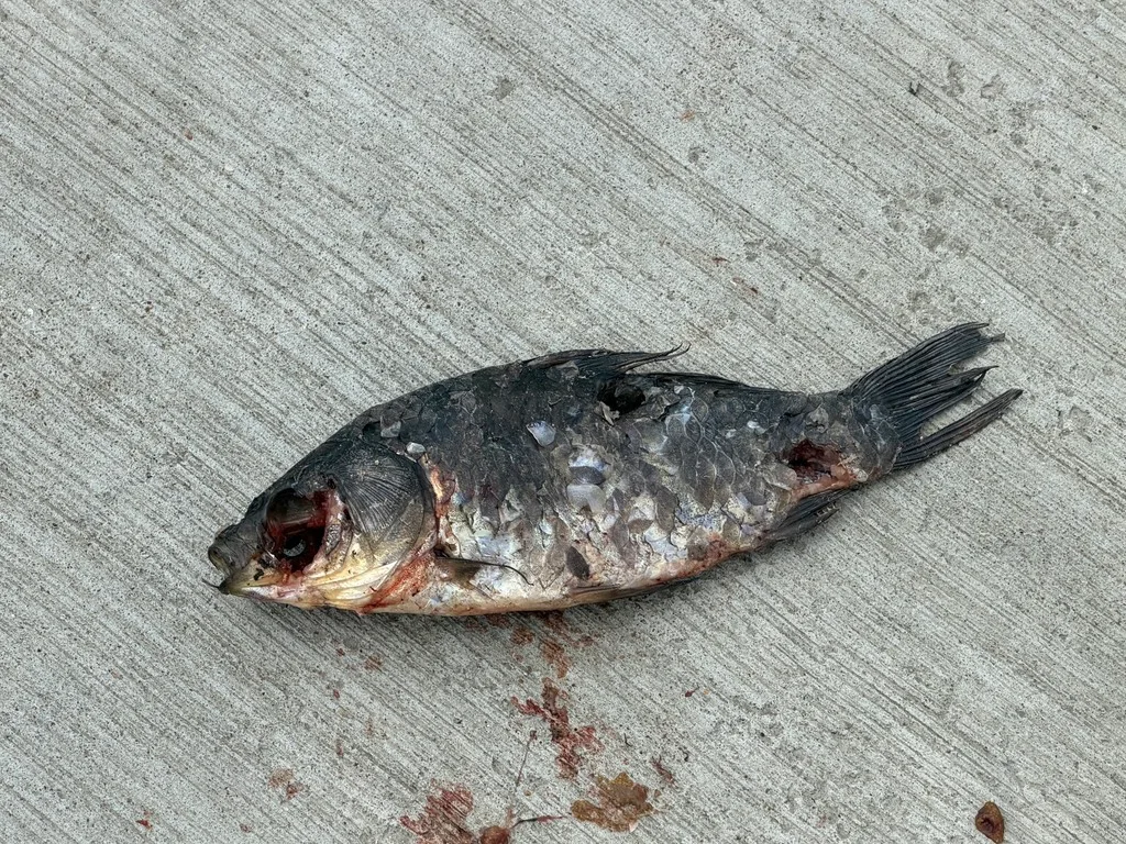Crucian carp — Priddis Slough, May 30, 2026